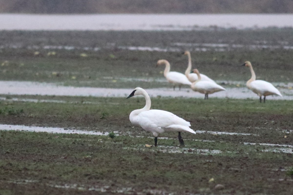 ברבור אמריקני - ML646726434