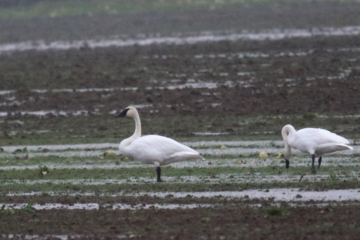 ברבור אמריקני - ML646726435