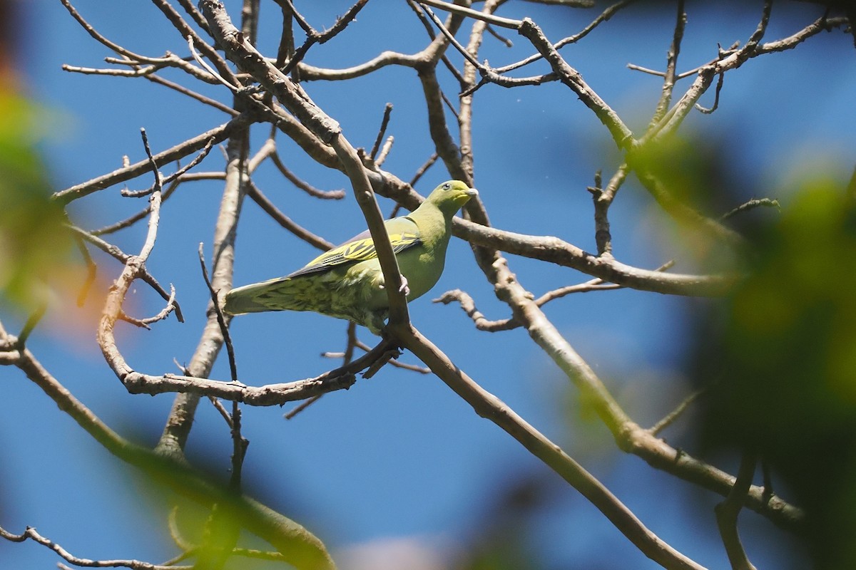 Сумбанский зелёный голубь - ML646726436