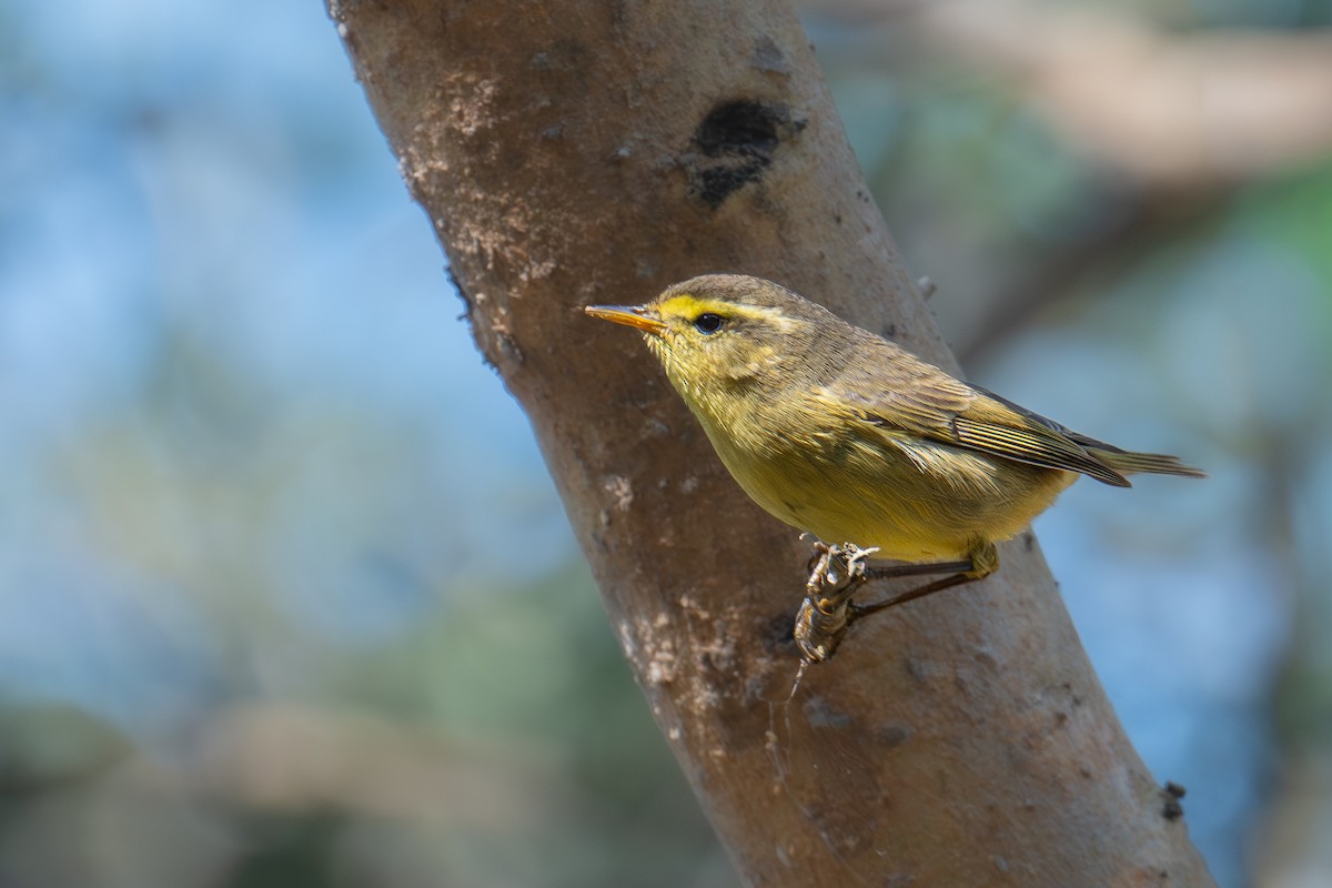 Tickell's Leaf Warbler - ML646726437