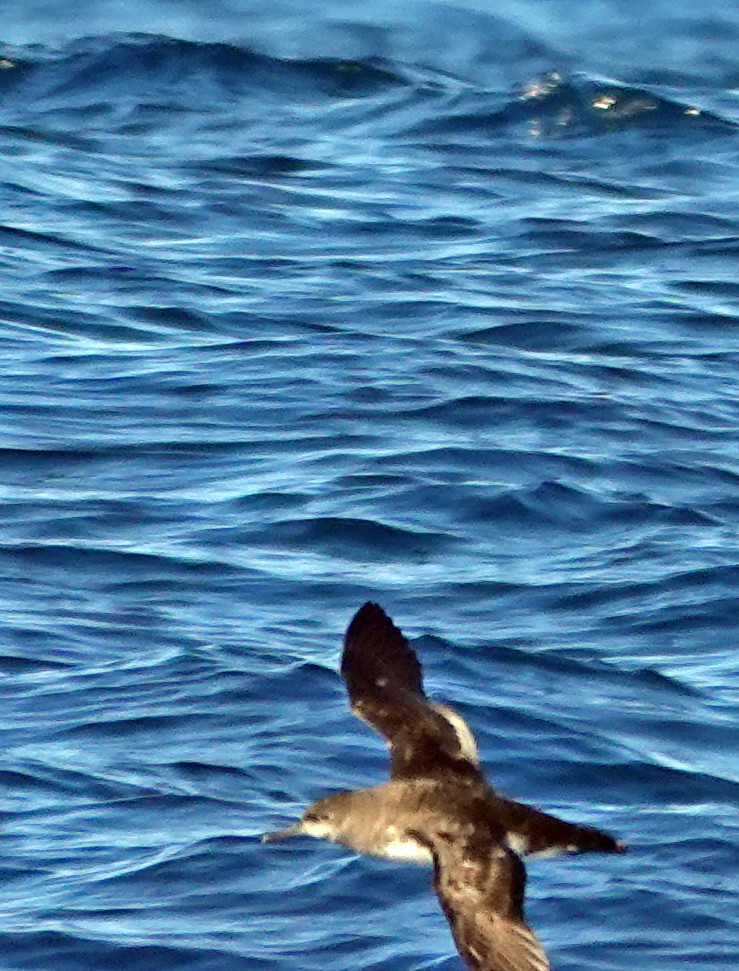 Sooty Shearwater - ML646726438