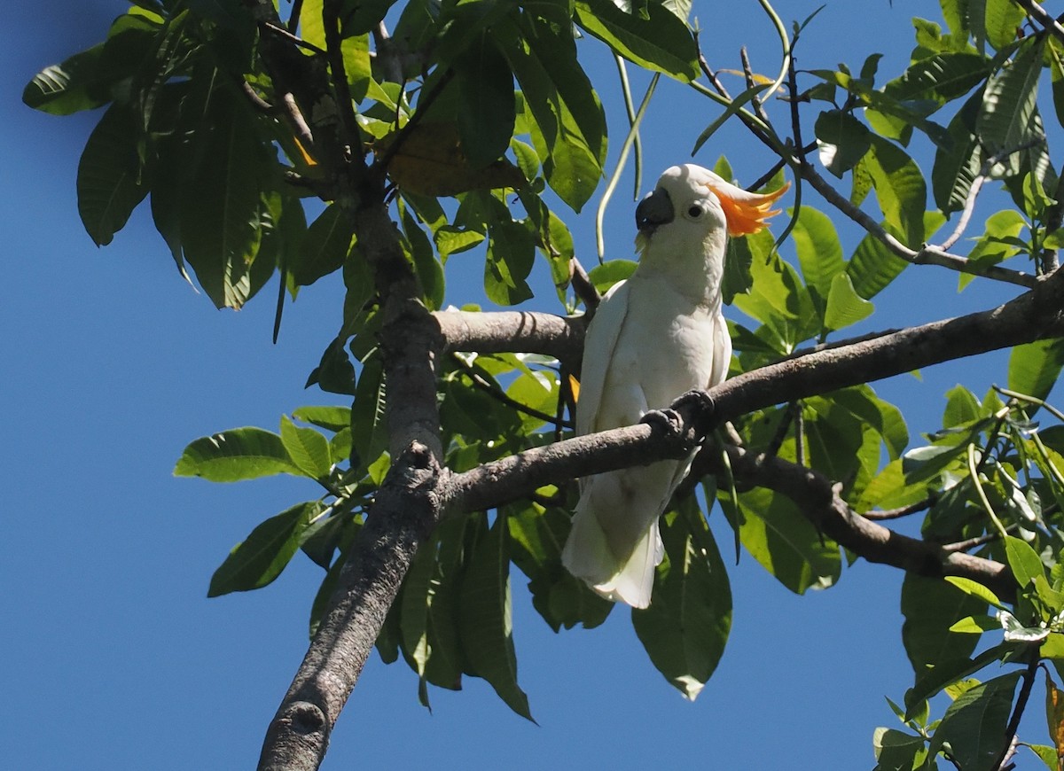 Citron-crested Cockatoo - ML646726444
