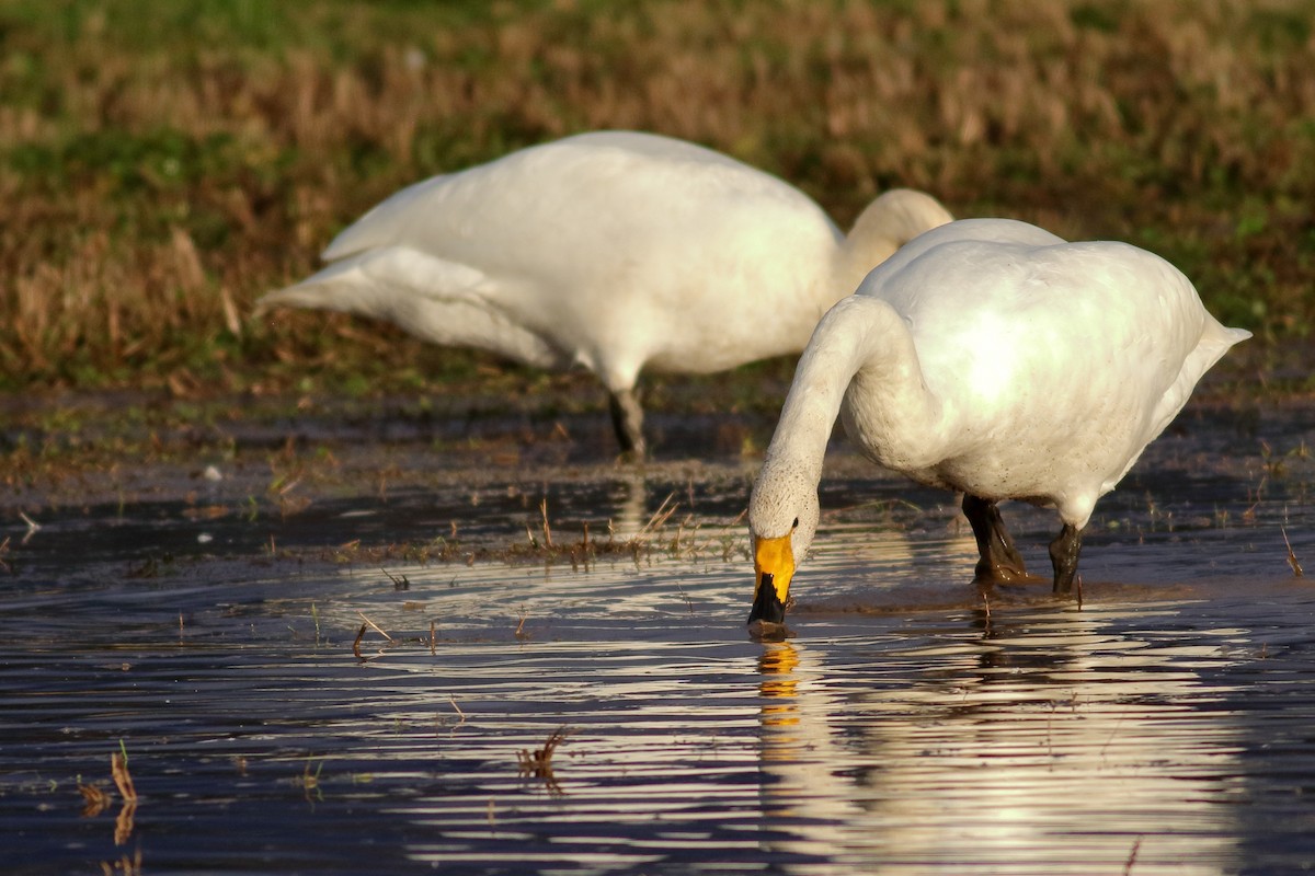 ברבור שר - ML646726445