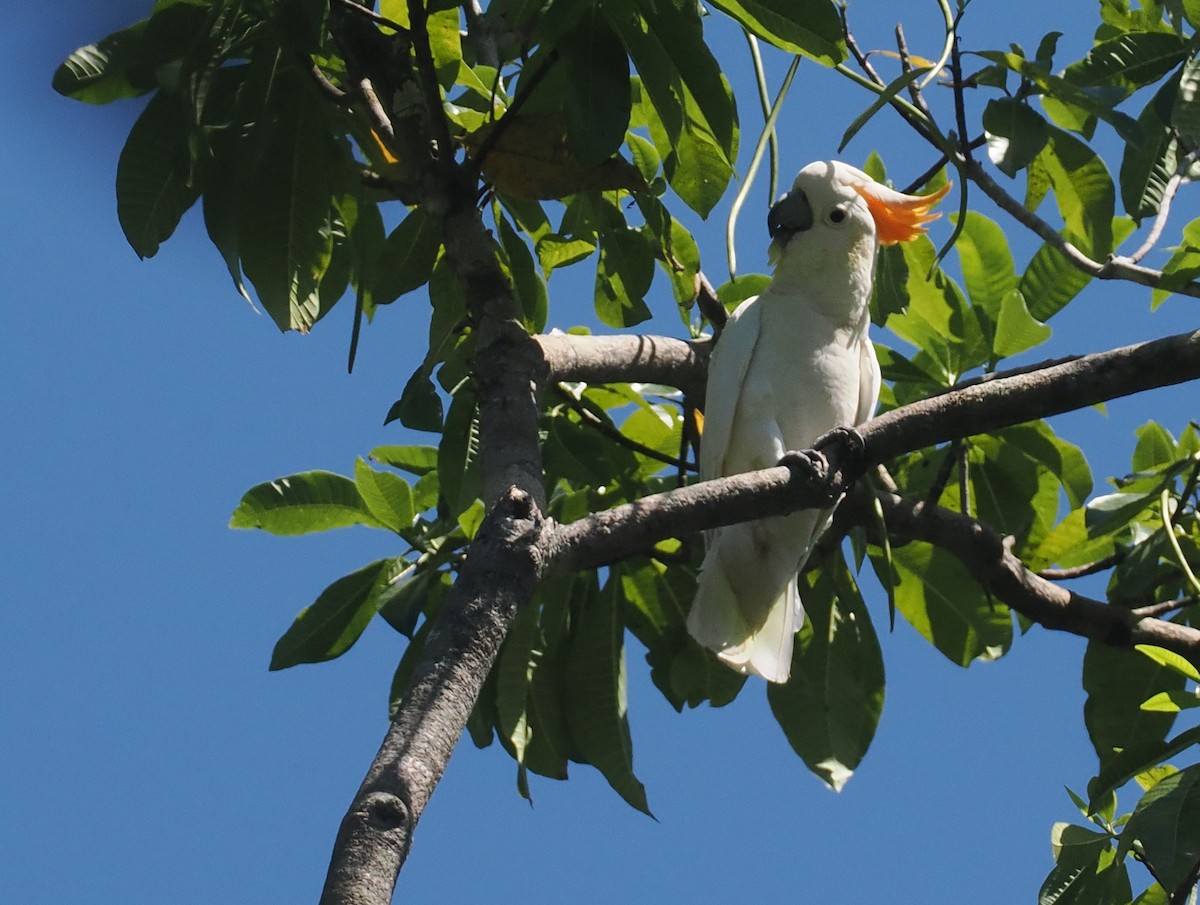 Citron-crested Cockatoo - ML646726447