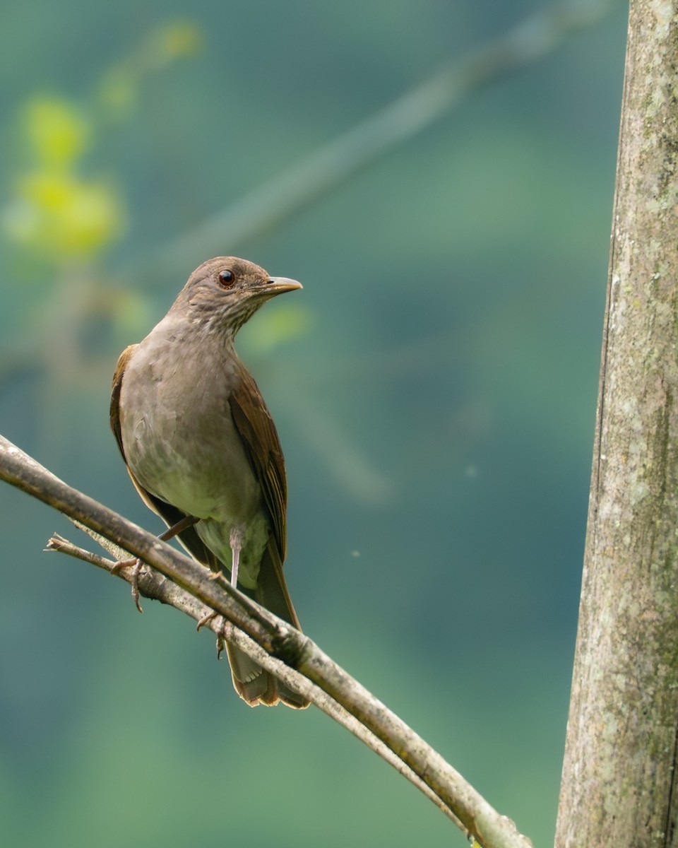 Pale-breasted Thrush - ML646726448