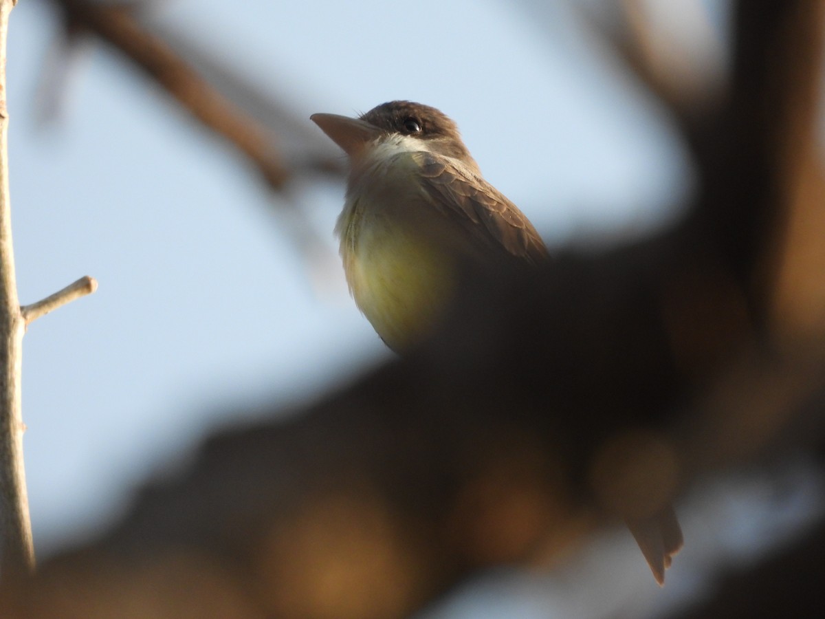 Thick-billed Kingbird - ML646726449