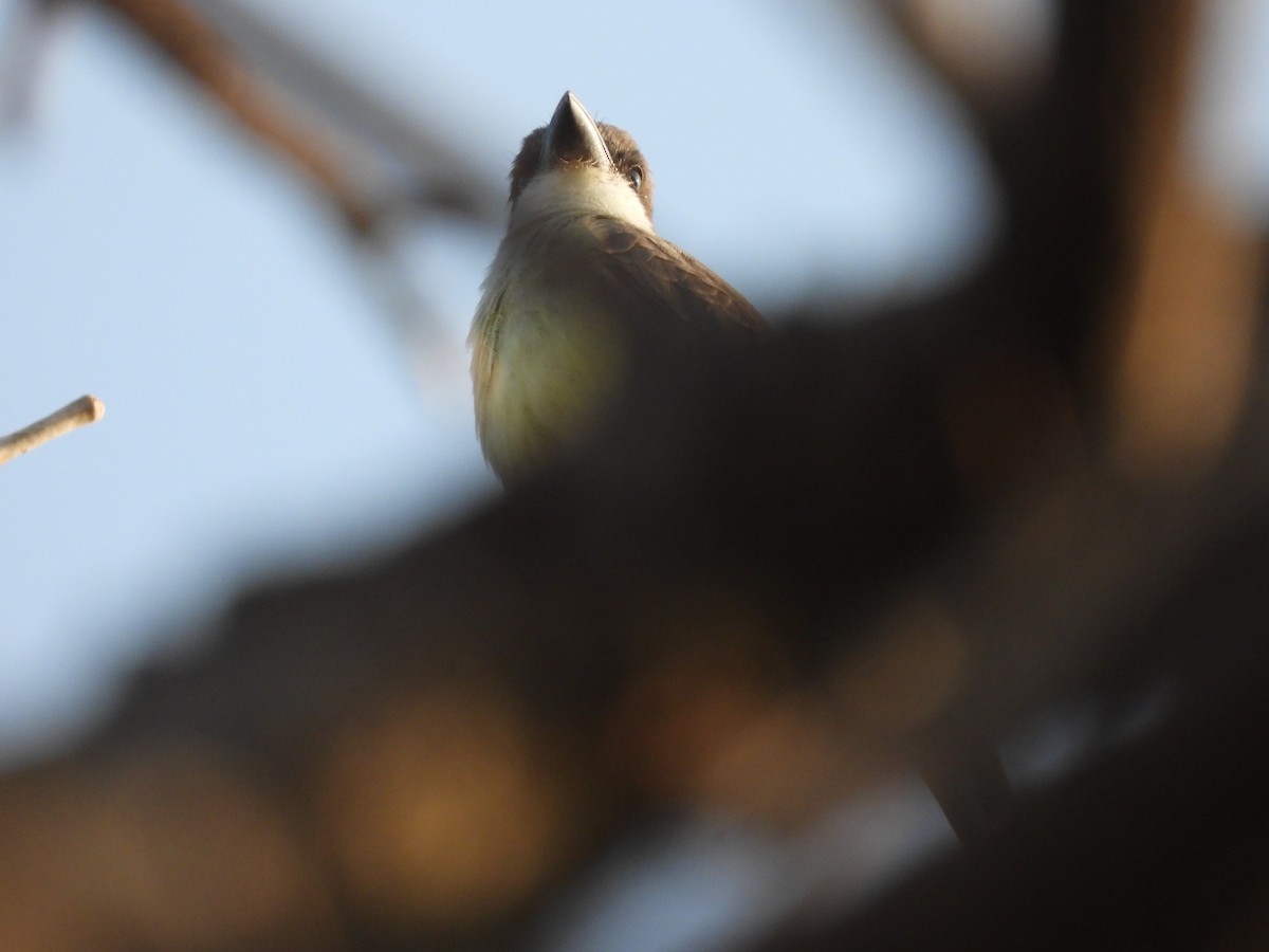 Thick-billed Kingbird - ML646726450