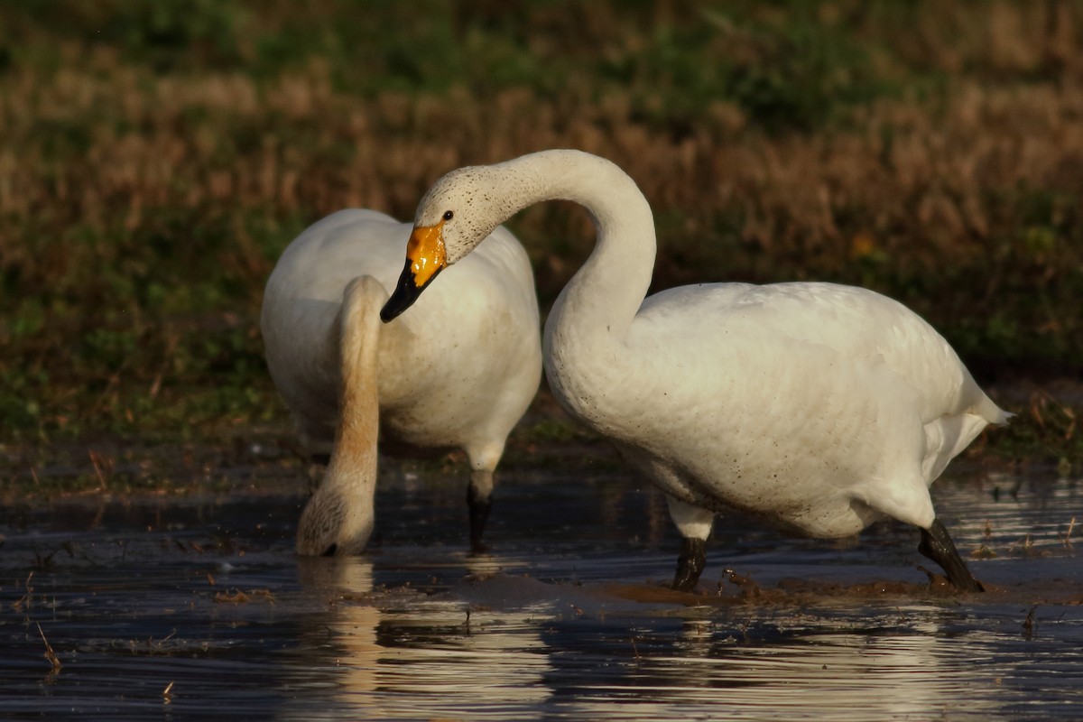 ברבור שר - ML646726451