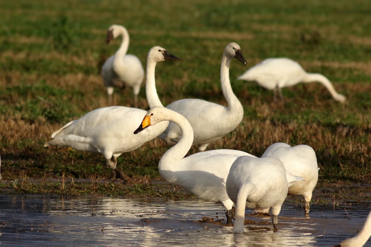ברבור שר - ML646726454