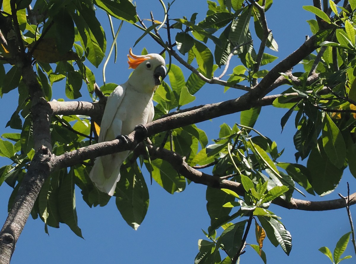Citron-crested Cockatoo - ML646726455
