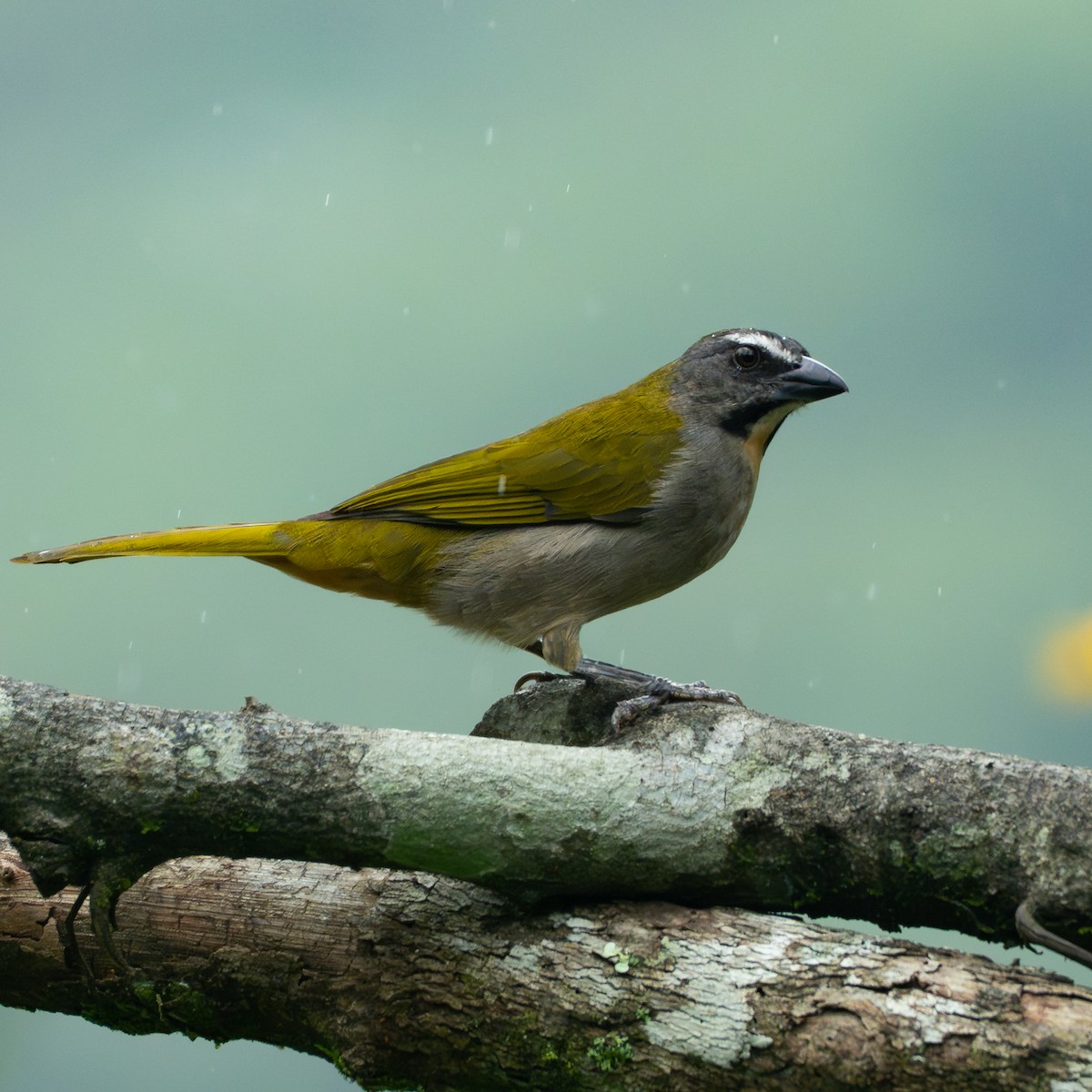 Buff-throated Saltator - ML646726456