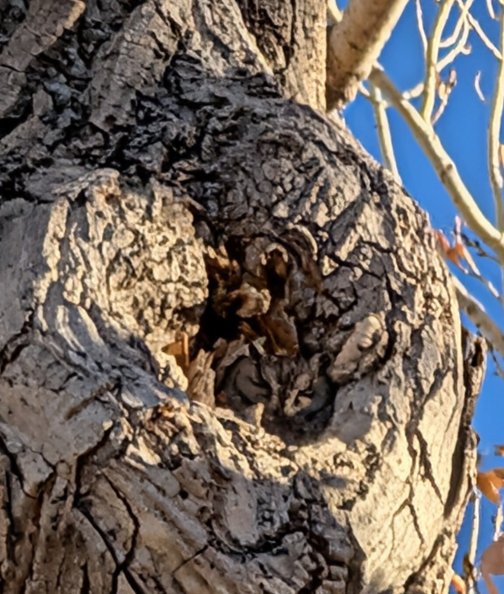 Autillo Californiano - ML646726458