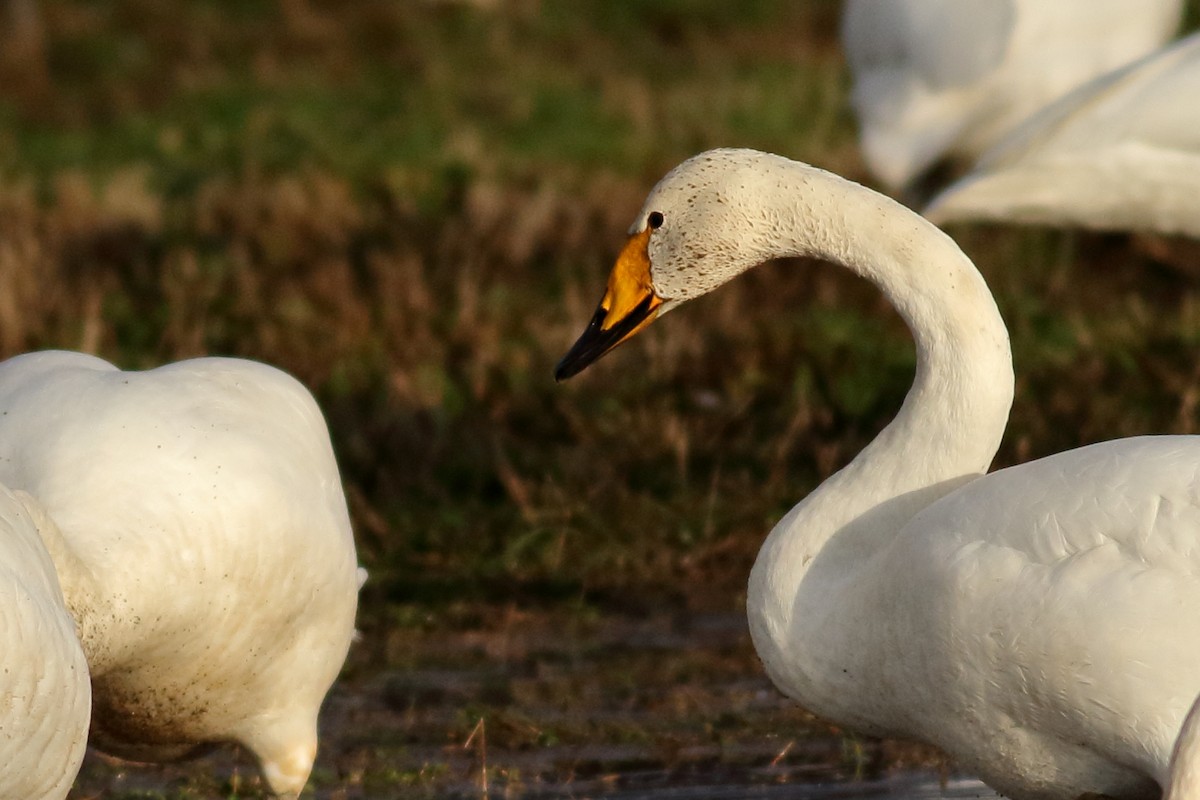 ברבור שר - ML646726460
