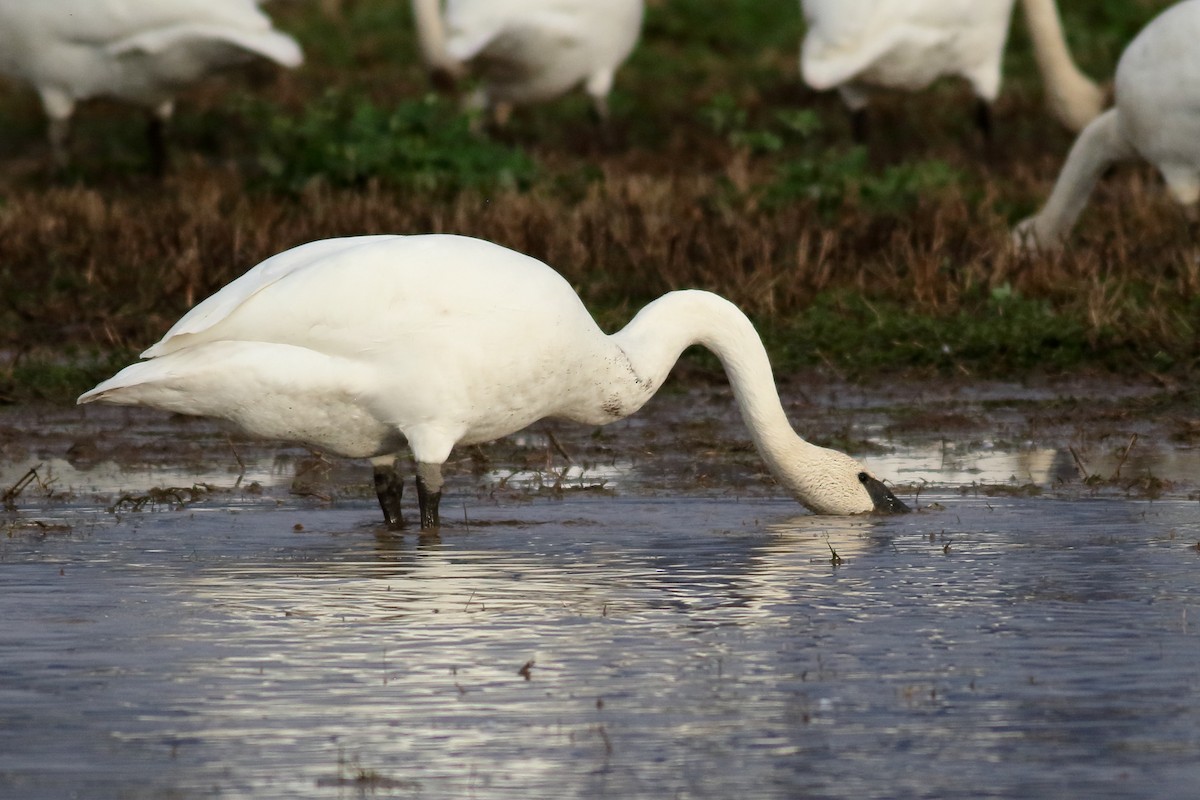 ברבור אמריקני - ML646726464
