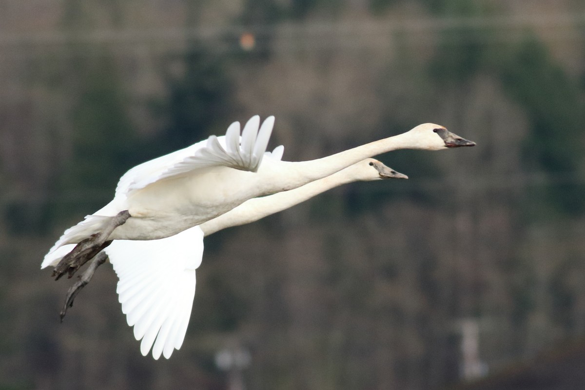 ברבור אמריקני - ML646726467