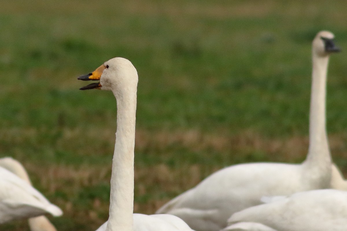 ברבור שר - ML646726469