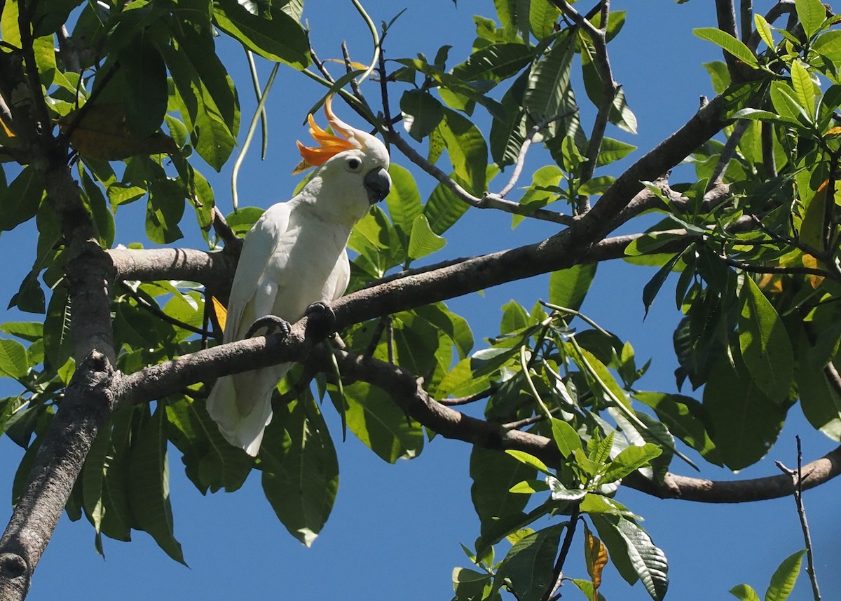 Citron-crested Cockatoo - ML646726470