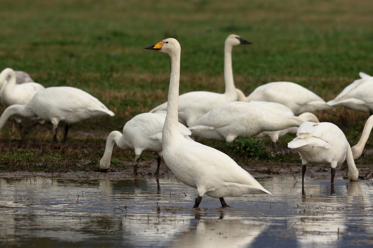 ברבור שר - ML646726473