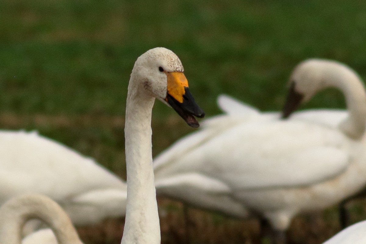 ברבור שר - ML646726475