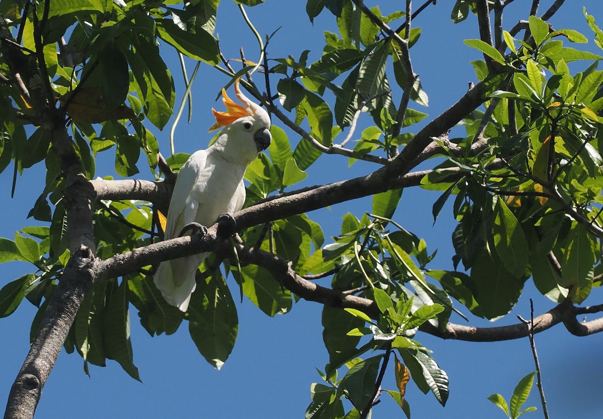 Citron-crested Cockatoo - ML646726476