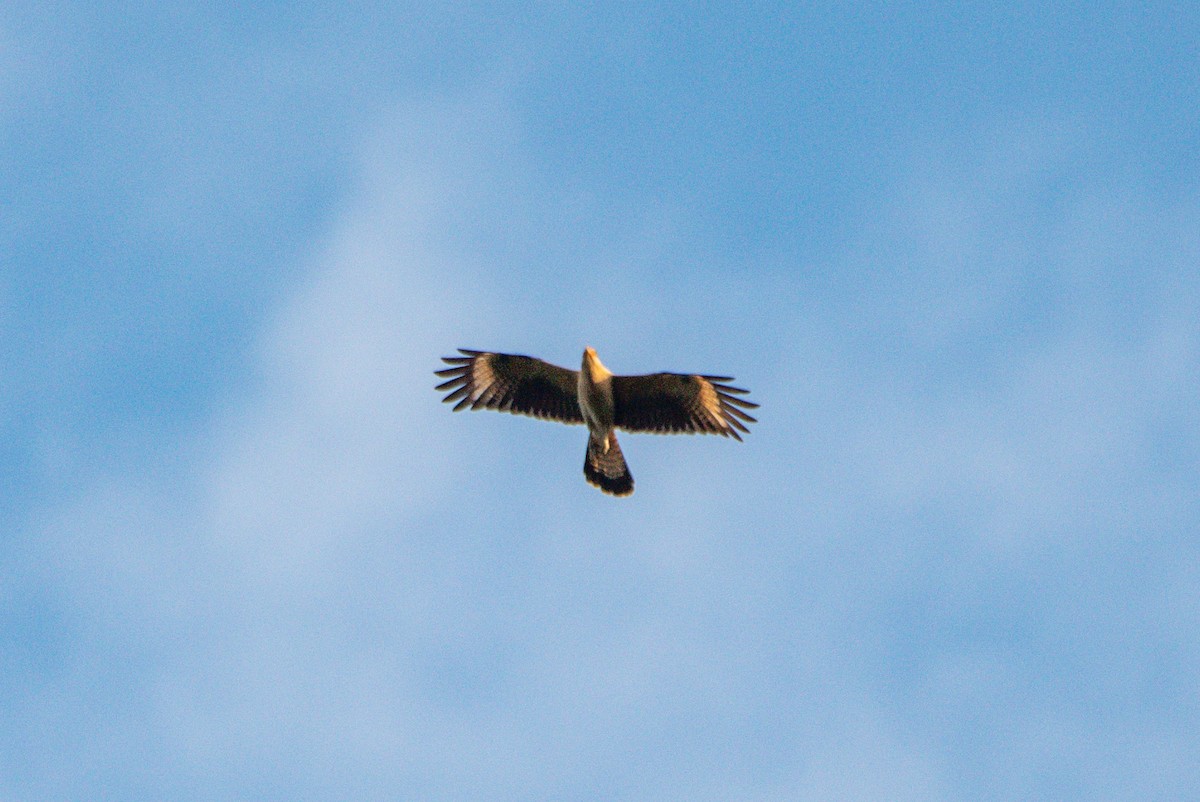 Yellow-headed Caracara - ML646726477
