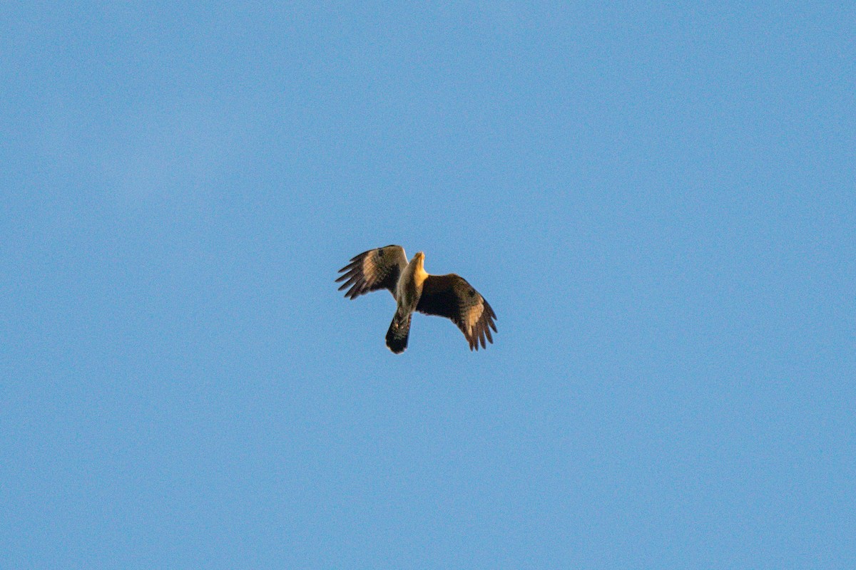Yellow-headed Caracara - ML646726478