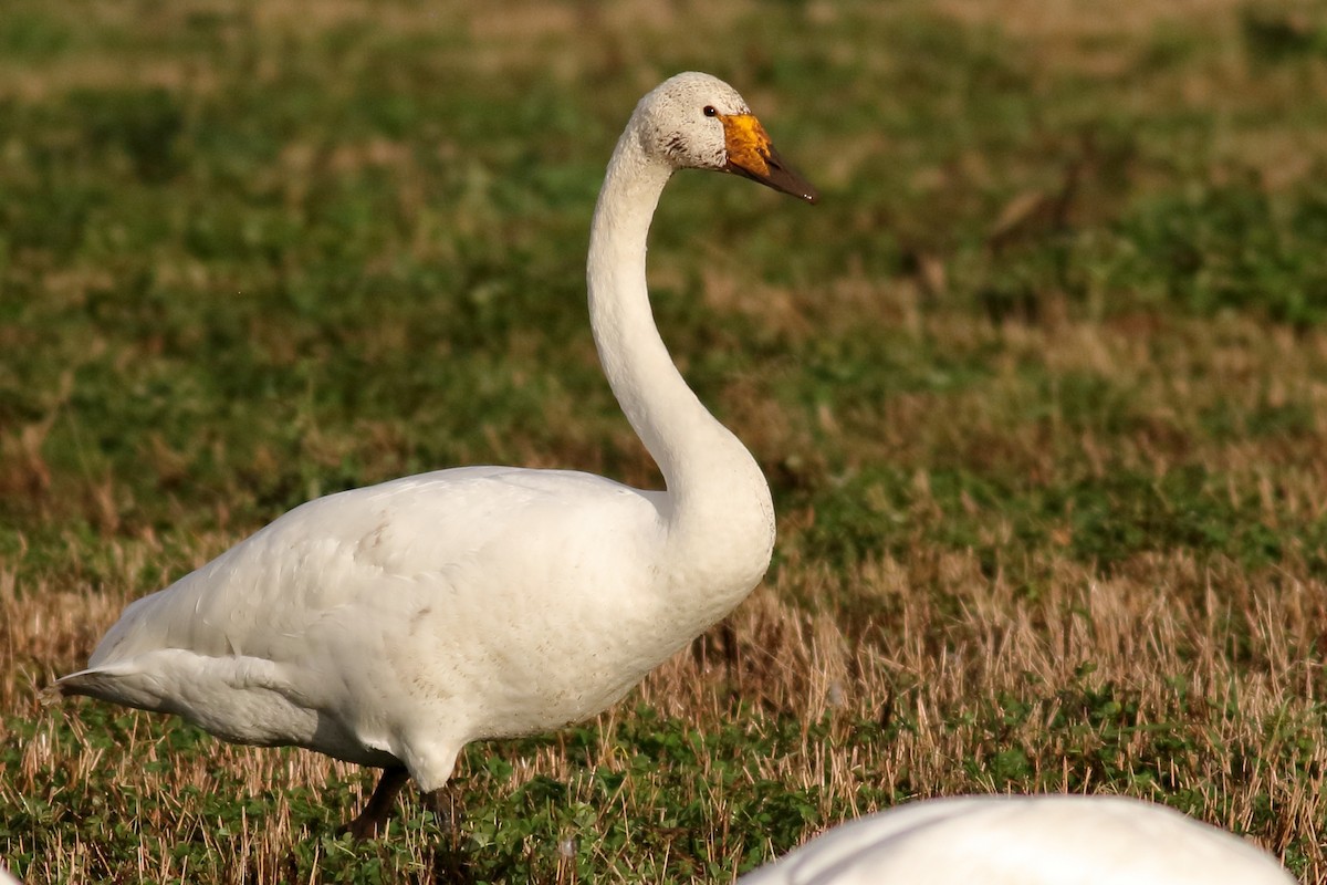 ברבור שר - ML646726482