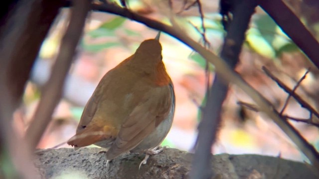 Txindor japoniarra - ML646726483