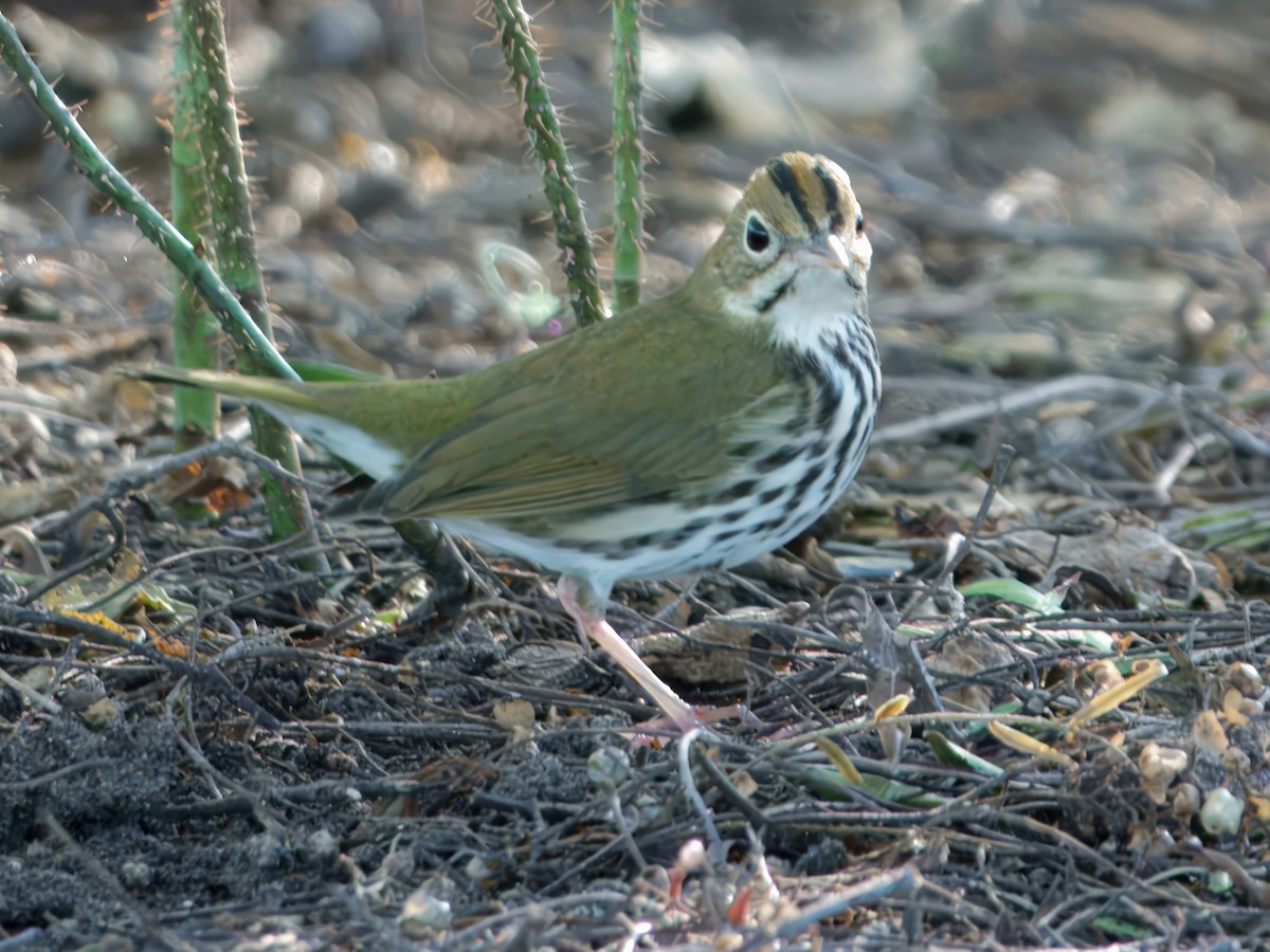 Ovenbird - ML646726484