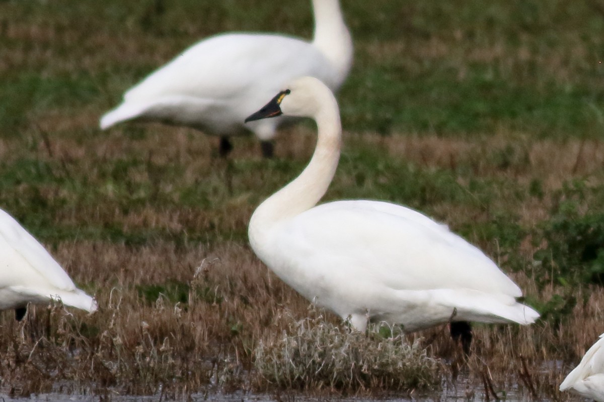 ברבור קטן - ML646726485