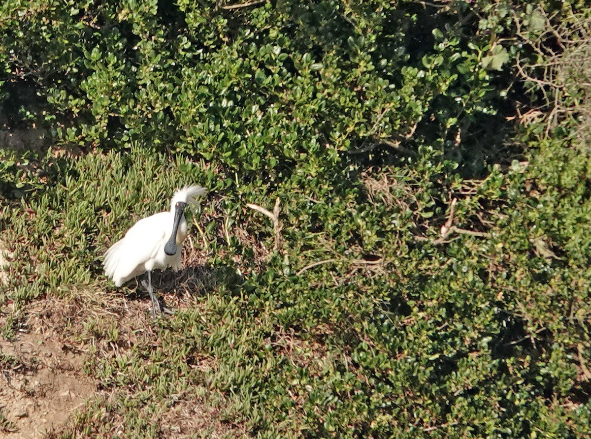 Косар королівський - ML646726487