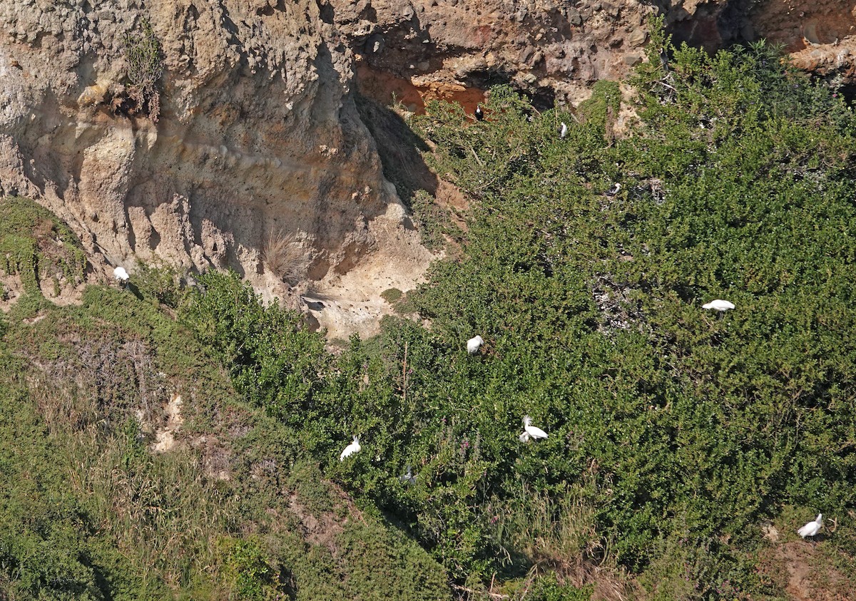 Косар королівський - ML646726488