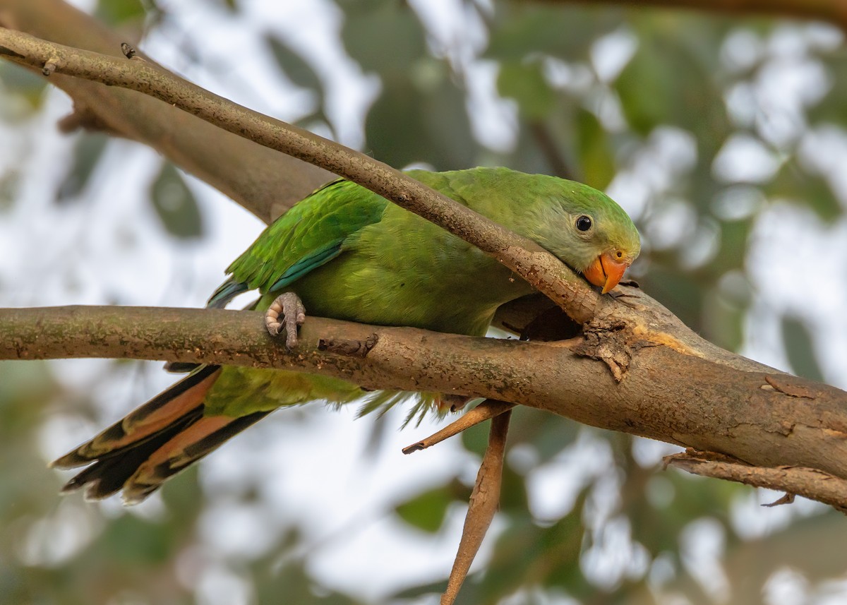 Superb Parrot - ML646726492