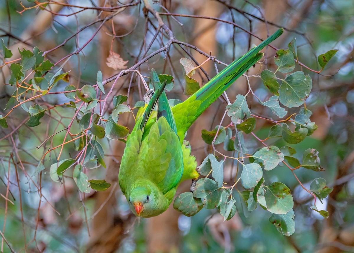 Superb Parrot - ML646726494