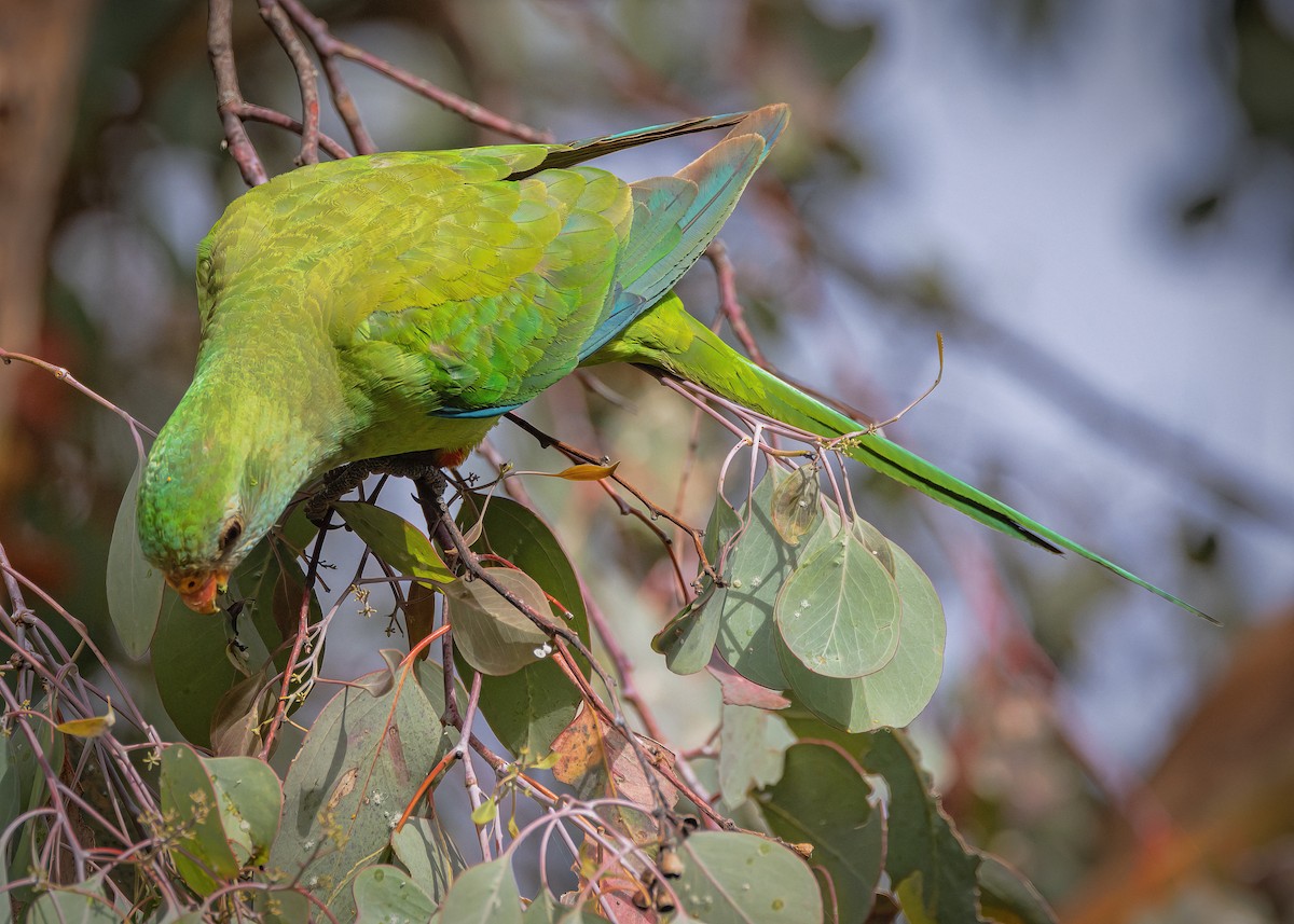 Superb Parrot - ML646726495