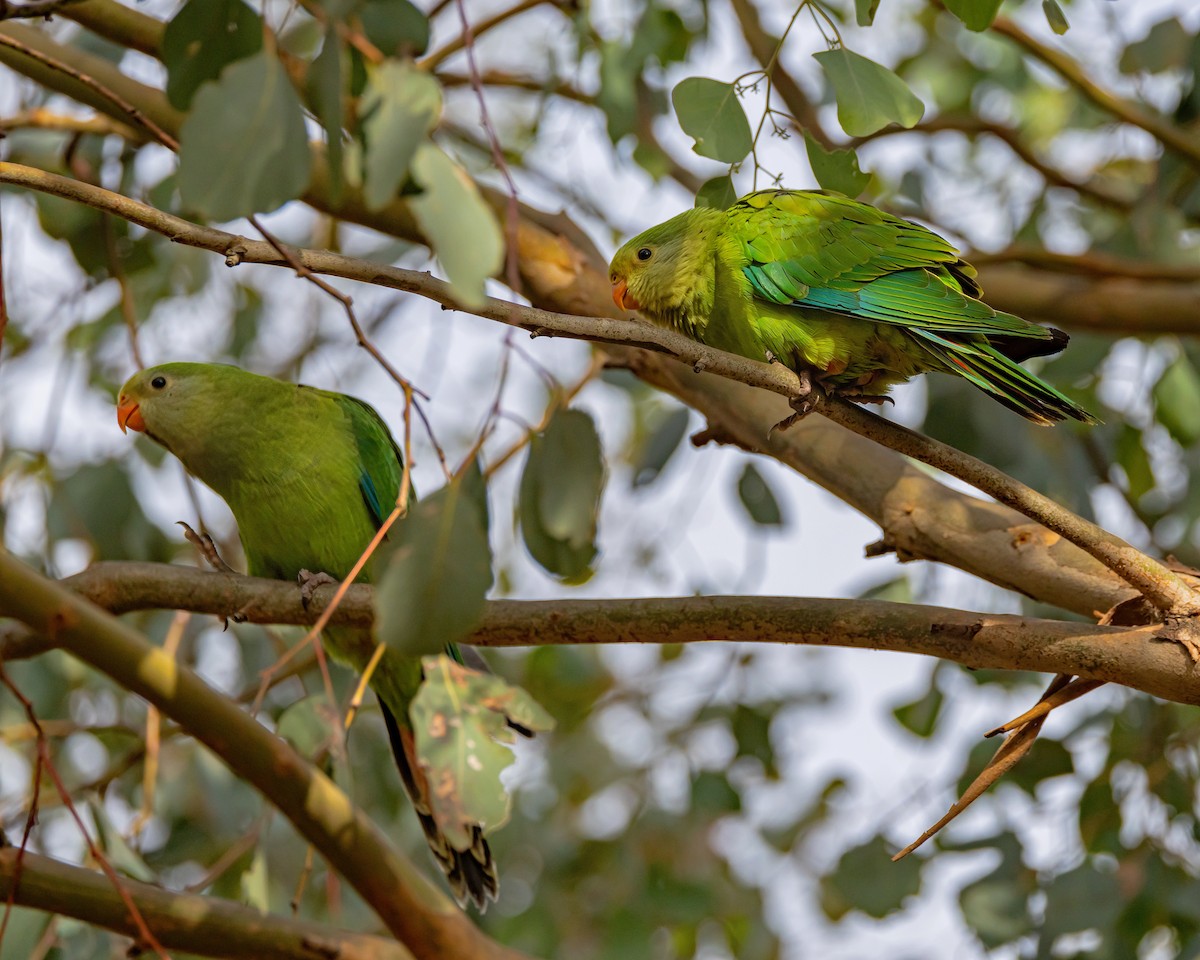 Superb Parrot - ML646726496