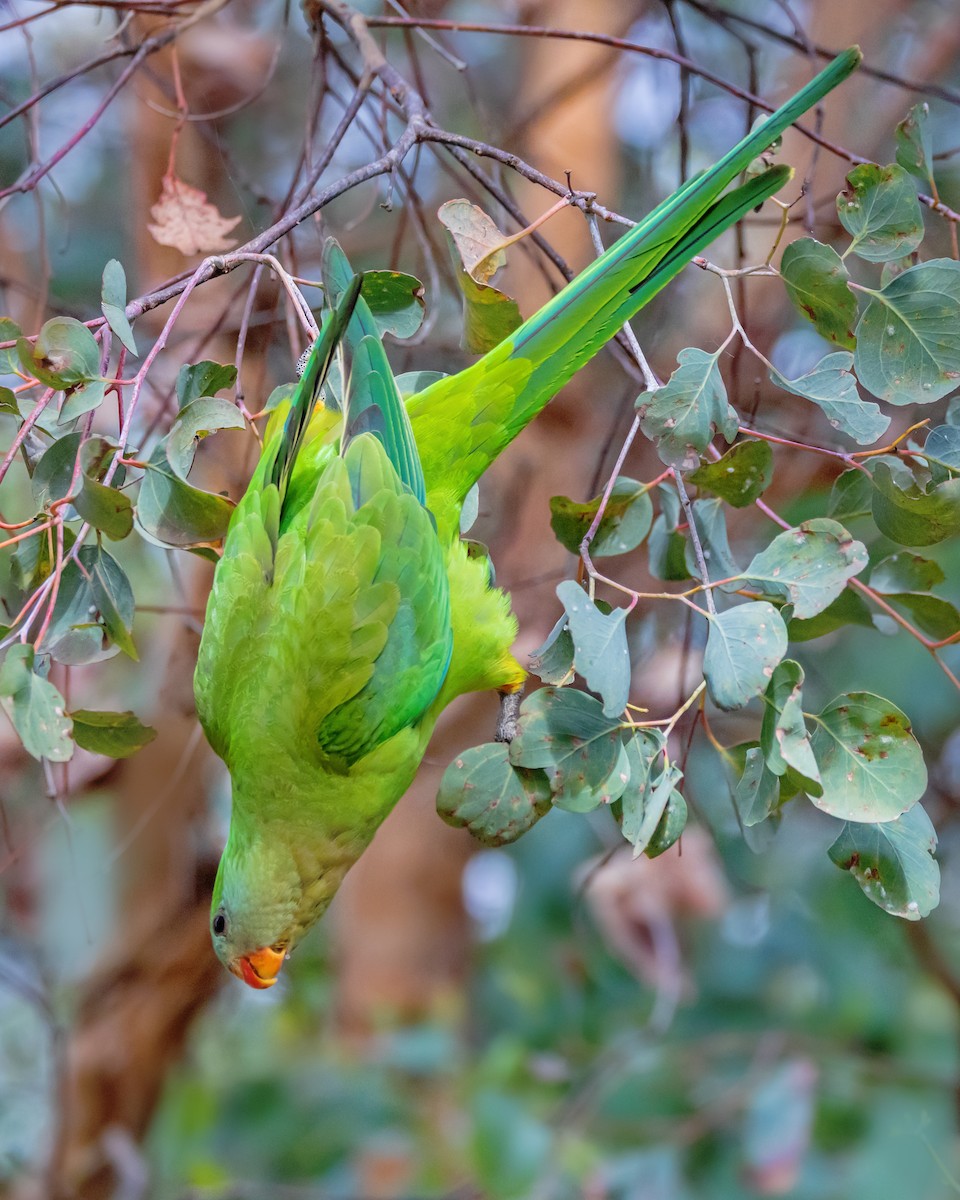 Superb Parrot - ML646726497