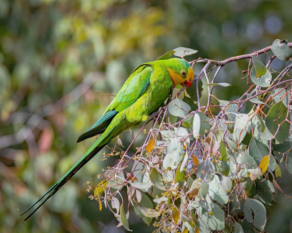 Superb Parrot - ML646726498