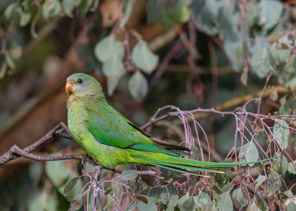 Superb Parrot - ML646726499