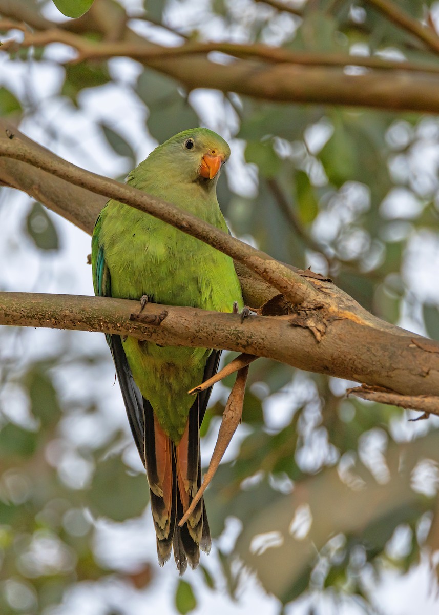 Superb Parrot - ML646726500