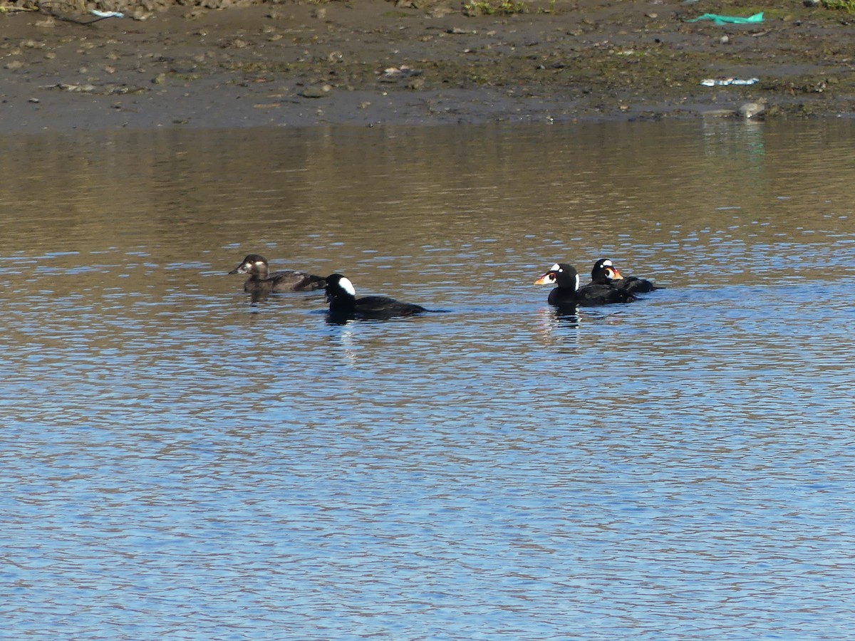 Surf Scoter - ML646726501