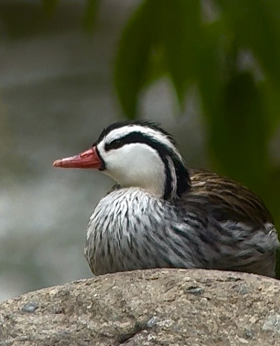 Torrent Duck - ML646726503