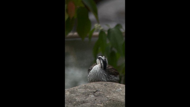 Torrent Duck - ML646726504