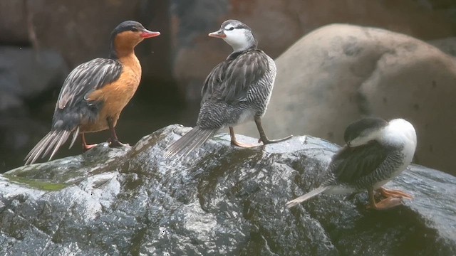 Torrent Duck - ML646726505