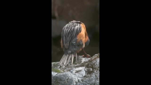 Torrent Duck - ML646726507