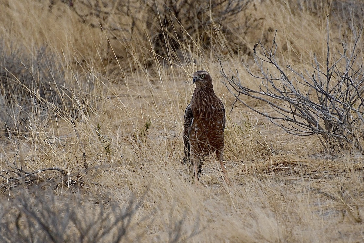 Soluk Ötücü Çakır - ML646726508