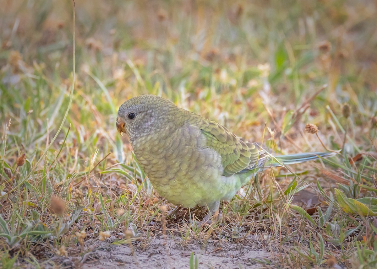 Red-rumped Parrot - ML646726509