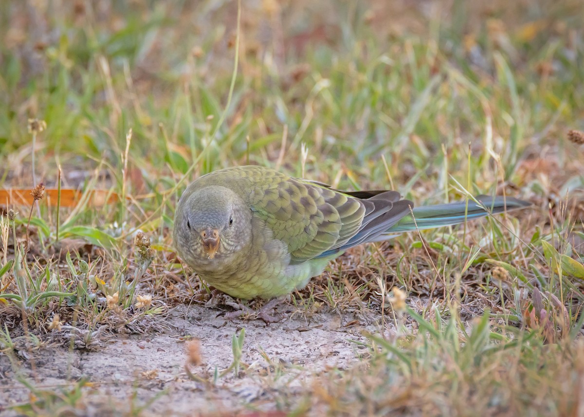 Red-rumped Parrot - ML646726510