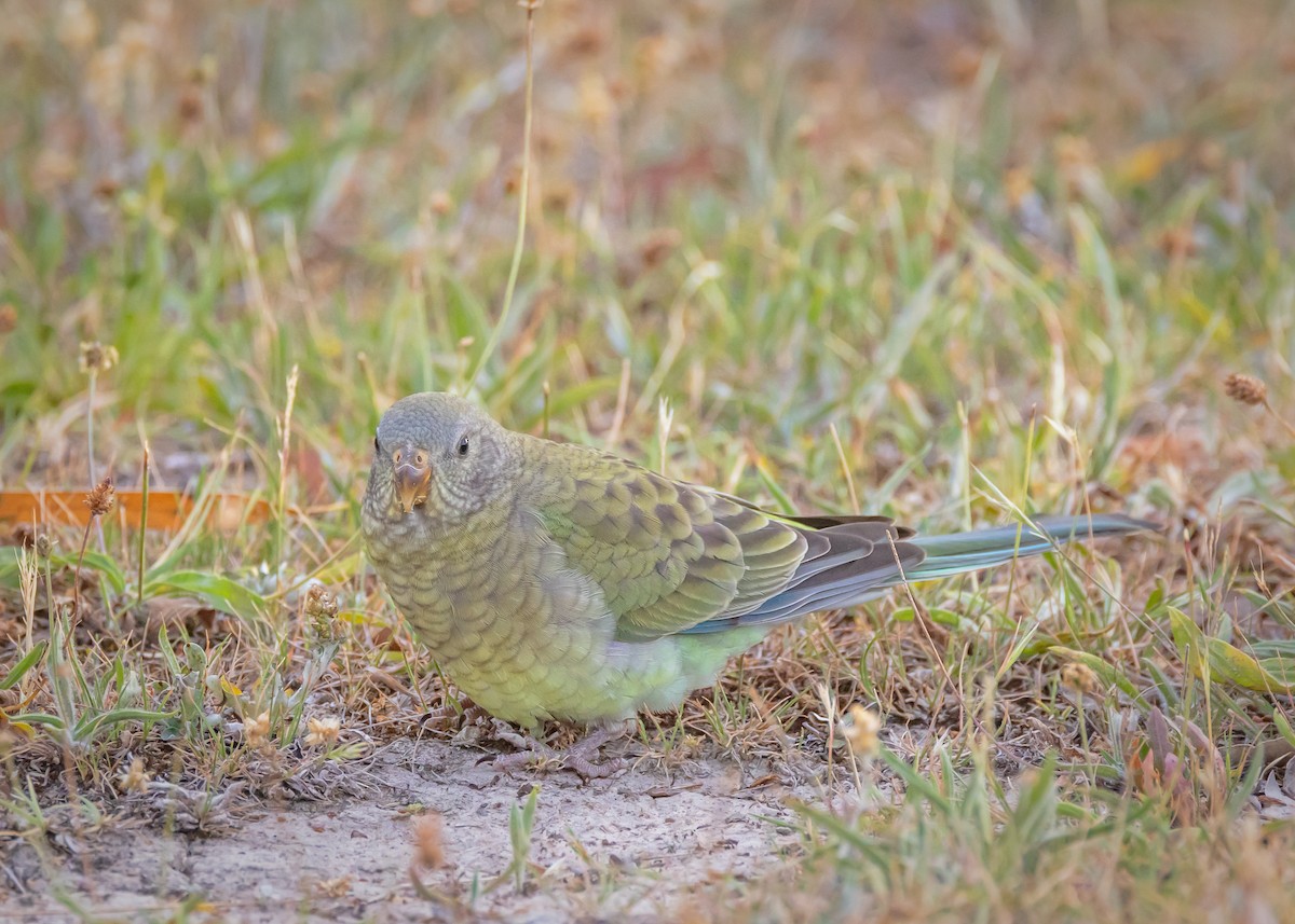Red-rumped Parrot - ML646726511