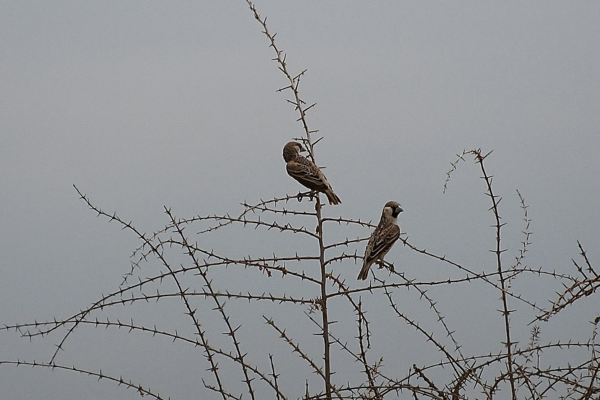 Sosyal Dokumacı - ML646726513